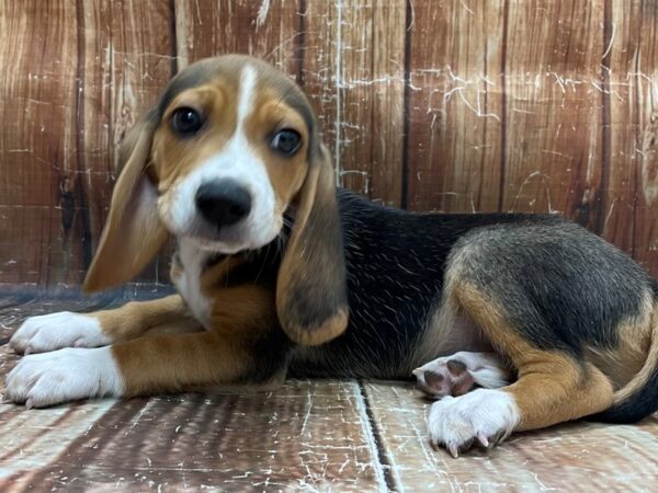 Beagle-DOG-Male-Black Tan and White-23931-Petland Scottsdale, Arizona