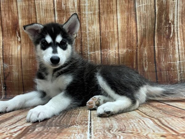 Alaskan Malamute-DOG-Female-Black and White-23930-Petland Scottsdale, Arizona