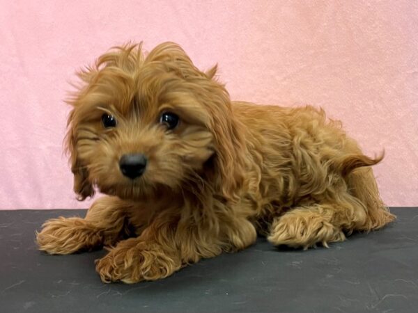 Cavalier King Charles Spaniel/Poodle-DOG-Female-Red-23977-Petland Scottsdale, Arizona