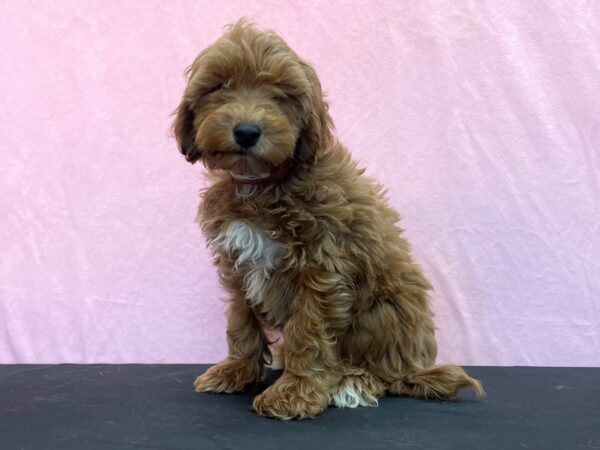 Cavalier King Charles Spaniel/Poodle-DOG-Male-Red-23976-Petland Scottsdale, Arizona