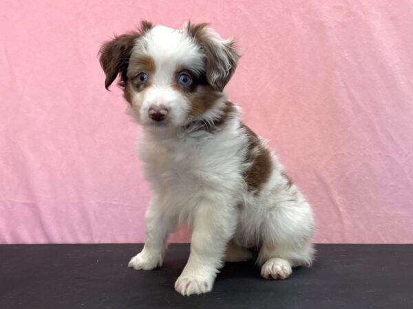 Miniature Australian Shepherd-DOG-Male-Red Merle-23975-Petland Scottsdale, Arizona