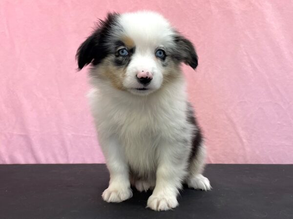 Miniature Australian Shepherd-DOG-Male-Blue Merle-23974-Petland Scottsdale, Arizona