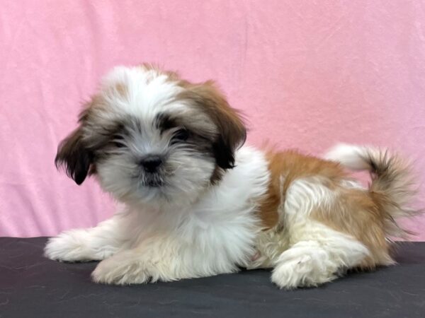 Shih Tzu-DOG-Male-White / Gold-23973-Petland Scottsdale, Arizona