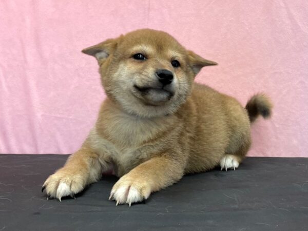 Shiba Inu-DOG-Male-Red Sesame-23972-Petland Scottsdale, Arizona
