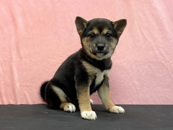 Shiba Inu-DOG-Female-Black / Tan-23971-Petland Scottsdale, Arizona