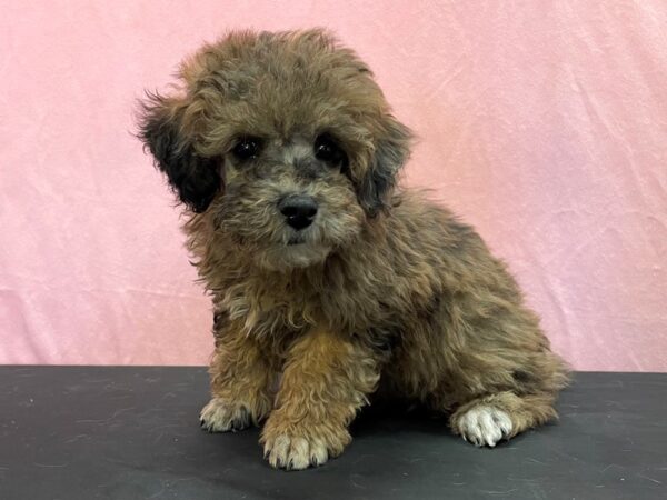 Poodle-DOG-Male-Chocolate Merle-23970-Petland Scottsdale, Arizona