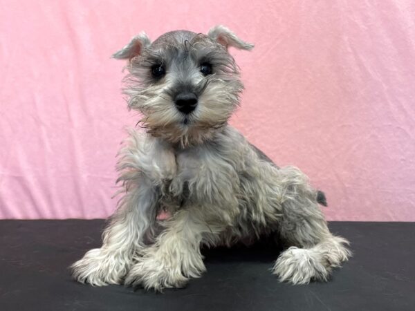 Miniature Schnauzer-DOG-Female-Salt / Pepper-23968-Petland Scottsdale, Arizona