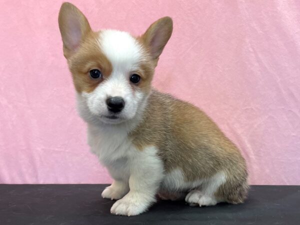 Pembroke Welsh Corgi-DOG-Male-Sable / White-23969-Petland Scottsdale, Arizona