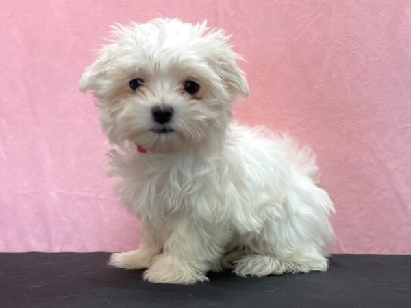 Maltese-DOG-Female-White-23967-Petland Scottsdale, Arizona