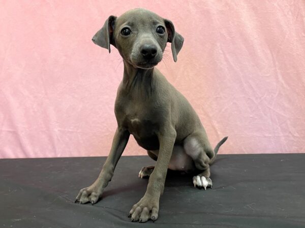 Italian Greyhound-DOG-Female-Blue-23966-Petland Scottsdale, Arizona