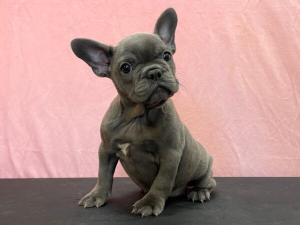 French Bulldog-DOG-Female-Blue-23965-Petland Scottsdale, Arizona