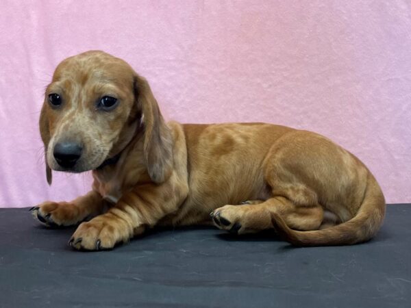 Dachshund-DOG-Male-Red Dapple-23964-Petland Scottsdale, Arizona