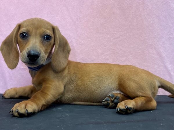 Dachshund-DOG-Male-Red Dapple-23963-Petland Scottsdale, Arizona
