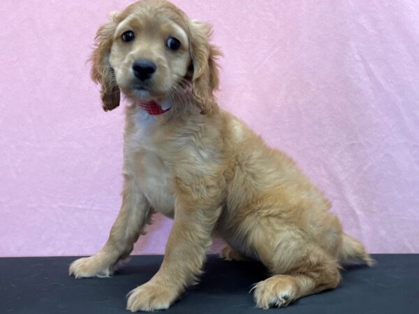 Cocker Spaniel/Poodle-DOG-Female-Buff-23962-Petland Scottsdale, Arizona