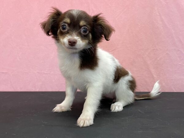 Chihuahua-DOG-Female-Chocolate and Tan-23961-Petland Scottsdale, Arizona