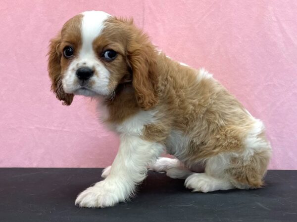 Cavalier King Charles Spaniel-DOG-Female-Blenheim-23960-Petland Scottsdale, Arizona