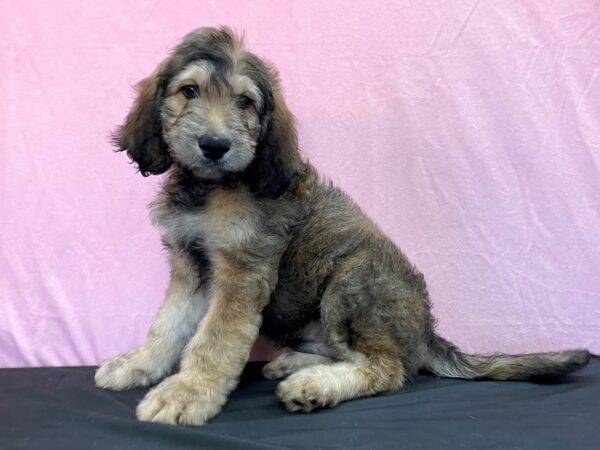 Golden Retriever/Standard Poodle-DOG-Male-Café-23959-Petland Scottsdale, Arizona