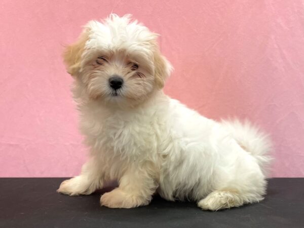 Coton De Tulear-DOG-Female-White-23958-Petland Scottsdale, Arizona