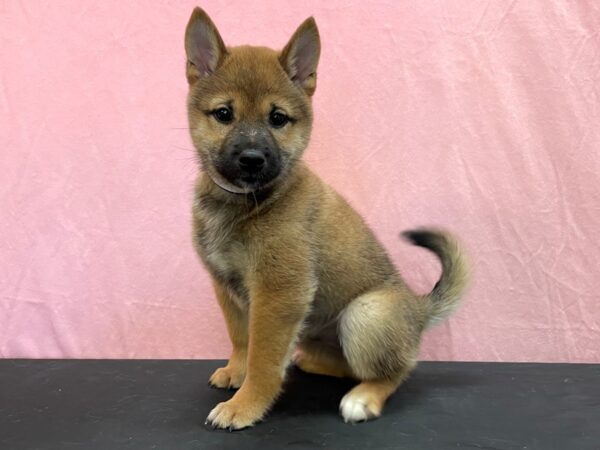 Shiba Inu-DOG-Male-Red Sesame-23957-Petland Scottsdale, Arizona