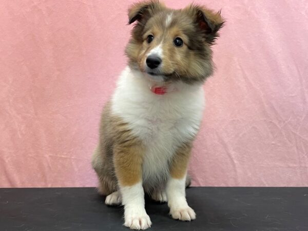 Shetland Sheepdog-DOG-Female-Sable and White-23956-Petland Scottsdale, Arizona