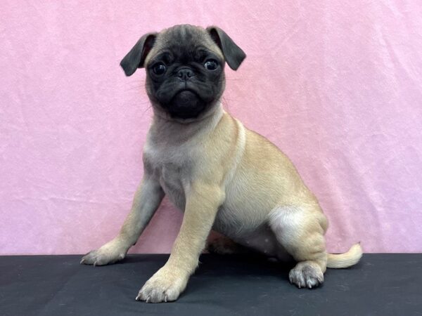 Pug-DOG-Female-Fawn-23955-Petland Scottsdale, Arizona