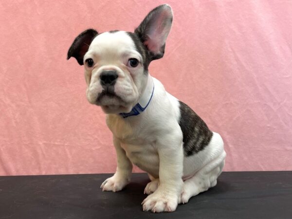 French Bulldog-DOG-Male-Brindle and White-23954-Petland Scottsdale, Arizona