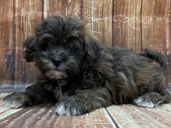 Poodle/Shih Tzu-DOG-Male--23978-Petland Scottsdale, Arizona
