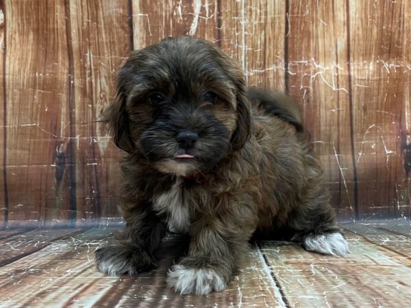 Poodle/Shih Tzu-DOG-Female--23979-Petland Scottsdale, Arizona