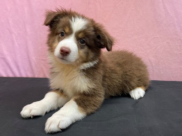 Miniature Australian Shepherd-DOG-Male-Red-23980-Petland Scottsdale, Arizona