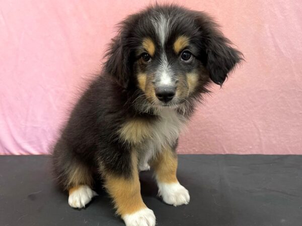 Miniature Australian Shepherd-DOG-Male-Tri-Color-23982-Petland Scottsdale, Arizona