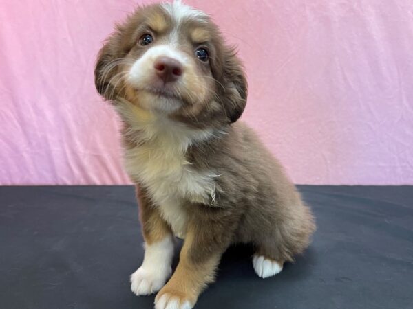 Miniature Australian Shepherd-DOG-Female-Red-23981-Petland Scottsdale, Arizona