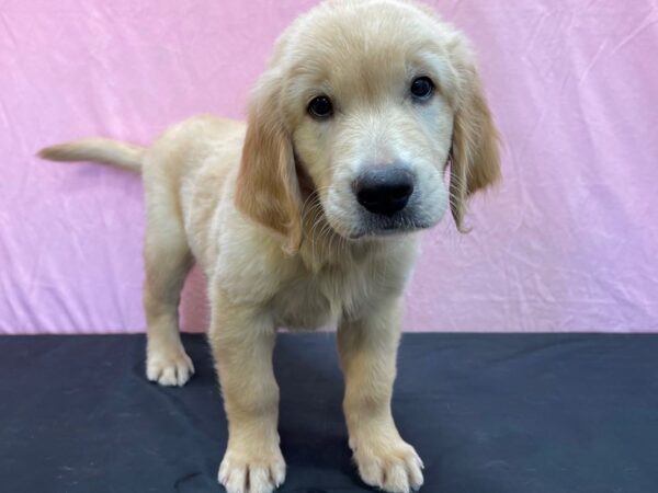 Golden Retriever-DOG-Male-Golden-23983-Petland Scottsdale, Arizona