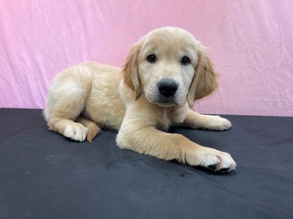 Golden Retriever-DOG-Female-Golden-23985-Petland Scottsdale, Arizona