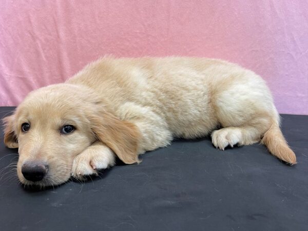 Golden Retriever-DOG-Female-Golden-23984-Petland Scottsdale, Arizona