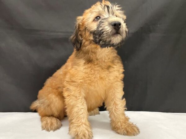 Soft Coated Wheaten Terrier-DOG-Male-Wheaten-24010-Petland Scottsdale, Arizona