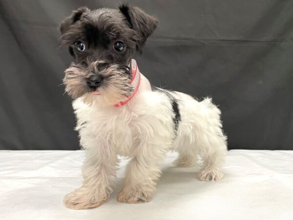 Miniature Schnauzer/Poodle-DOG-Female-Black / White-24009-Petland Scottsdale, Arizona