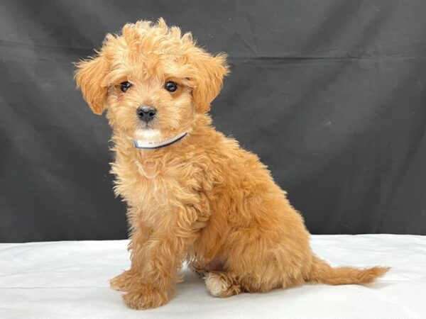 F1B Mini Goldendoodle-DOG-Male-Red-24008-Petland Scottsdale, Arizona
