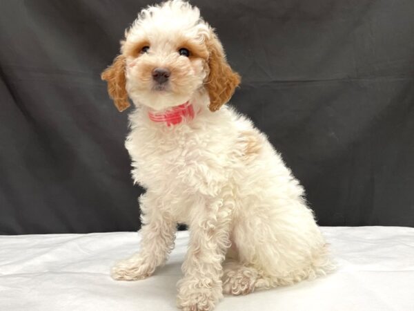 F1B Mini Goldendoodle-DOG-Female-White / Red-24007-Petland Scottsdale, Arizona