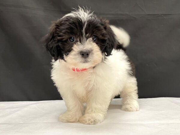 Bichon Frise/Shih Tzu-DOG-Female-White / Black-24006-Petland Scottsdale, Arizona