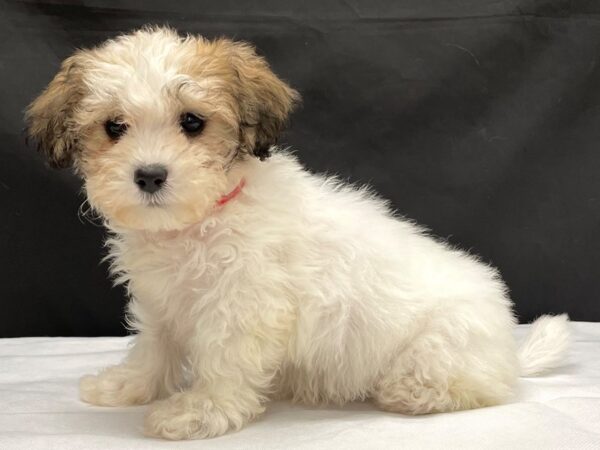 Bichon Frise/Shih Tzu-DOG-Female-White / Gold-24005-Petland Scottsdale, Arizona