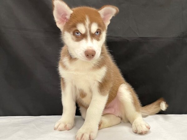Siberian Husky-DOG-Male-Red / White-24003-Petland Scottsdale, Arizona