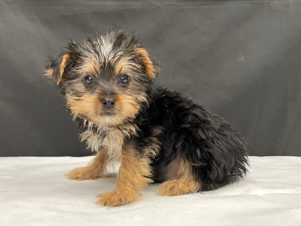 Yorkshire Terrier-DOG-Male-Black / Tan-24004-Petland Scottsdale, Arizona