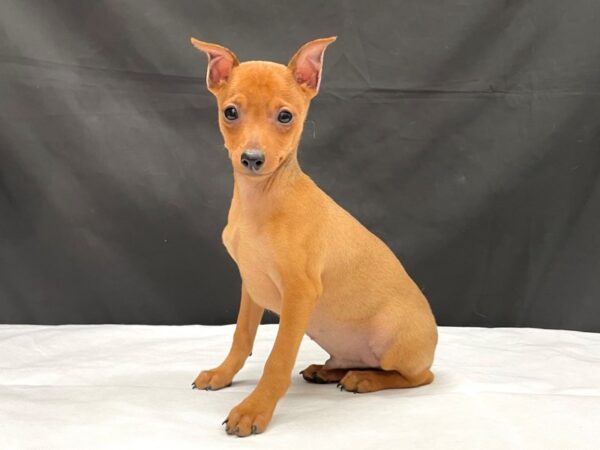 Miniature Pinscher-DOG-Male-Stag Red-24002-Petland Scottsdale, Arizona