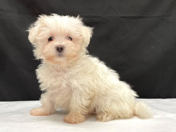 Maltese-DOG-Male-White-24001-Petland Scottsdale, Arizona