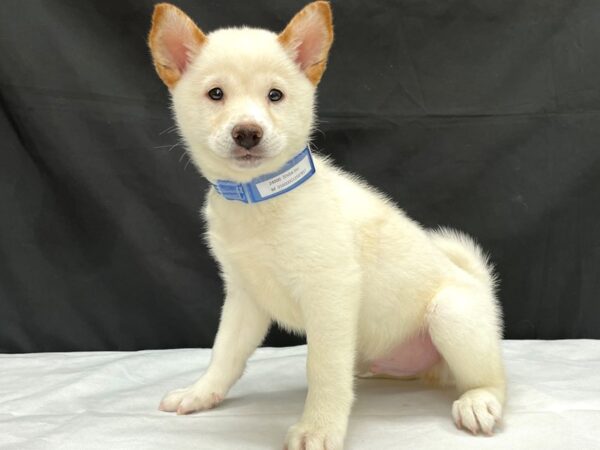 Shiba Inu-DOG-Male-Cream-24000-Petland Scottsdale, Arizona