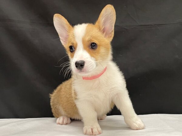 Pembroke Welsh Corgi-DOG-Female-Sable / White-23999-Petland Scottsdale, Arizona