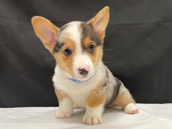 Pembroke Welsh Corgi-DOG-Male-Blue Merle / Tan-23998-Petland Scottsdale, Arizona