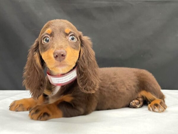 Dachshund-DOG-Female-Chocolate / Tan-23997-Petland Scottsdale, Arizona