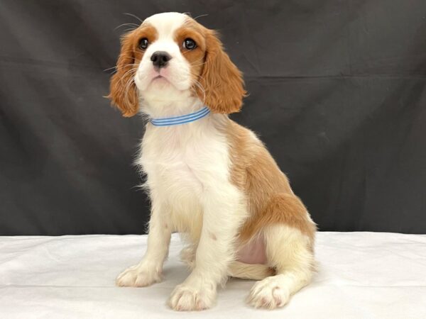 Cavalier King Charles Spaniel-DOG-Male-Blenheim / White-23996-Petland Scottsdale, Arizona