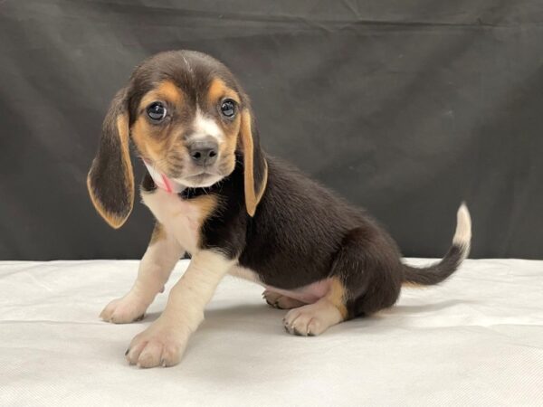 Beagle-DOG-Female-Black / Tan-23995-Petland Scottsdale, Arizona